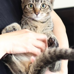 《フフ》ヘソ天ゴロゴロの甘えん坊🐈 - 里親募集