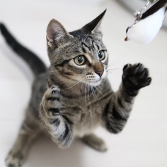 《フフ》ヘソ天ゴロゴロの甘えん坊🐈