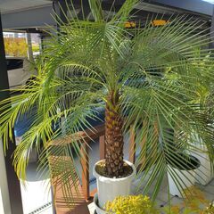観葉植物　フェニックスロベレニーの画像
