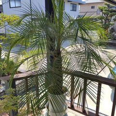 観葉植物　フェニックスロベレニーの画像