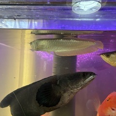 シルバーアロワナの画像