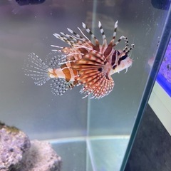 キリンミノカサゴ　海水魚の画像