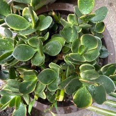 家庭栽培した植物2壺の画像