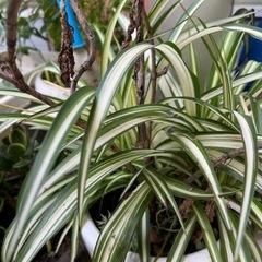 家庭栽培した植物2壺の画像