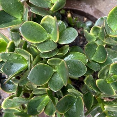 家庭栽培した植物2壺の画像