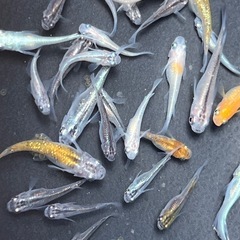 メダカ　色々約35匹くらい
の画像