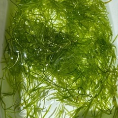 ナヤス(水草)の画像