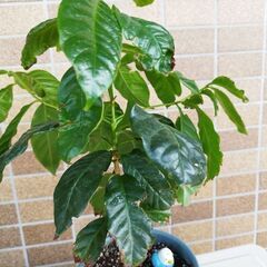 コーヒーの木の画像