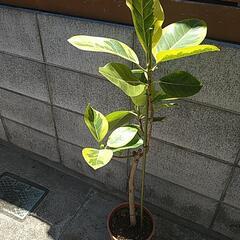 フィカスアルテシーマ　観葉植物の画像