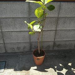 フィカスアルテシーマ　観葉植物の画像
