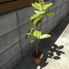 フィカスアルテシーマ　観葉植物の画像