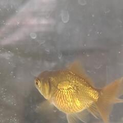 東錦×オランダショートテール　当歳　5匹セット　金魚の画像