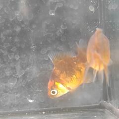 東錦×オランダショートテール　当歳　5匹セット　金魚の画像