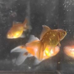 東錦×オランダショートテール　当歳　5匹セット　金魚の画像