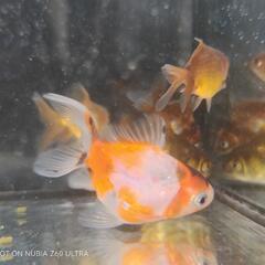 東錦×オランダショートテール　当歳　5匹セット　金魚の画像