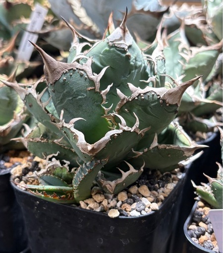 agave titanota 星空 OC 子株