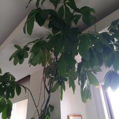 観葉植物パキラの画像