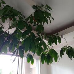 観葉植物パキラの画像