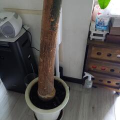 観葉植物パキラの画像