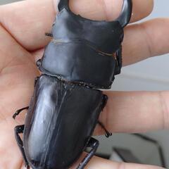 オオクワガタ能勢SR血統♂の画像