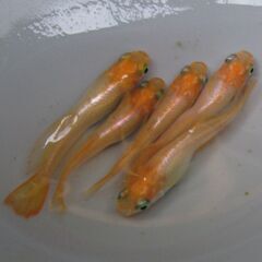 決まりました。メダカ「プラチナ牡丹」成魚の画像