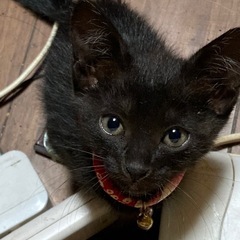 ❤️キキ　黒猫ちゃん　1か月半
