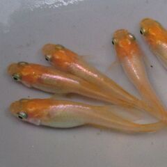 決まりました。メダカ「プラチナ牡丹」成魚の画像