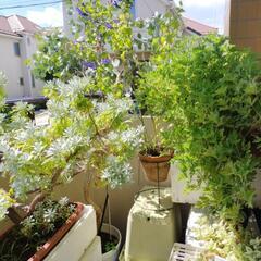 植物3種（ユーカリポポラス  ローズゼラニウム  びゃくもっこう）の画像