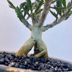 ユーフォルビア・カプサインテマリエンシス実生の画像