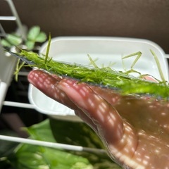 ナヤス(水草)の画像