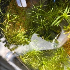 ナヤス(水草)の画像