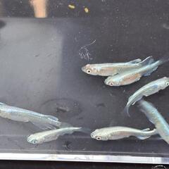 めだか／メダカ　みゆき鉄仮面(フルボディ)の画像