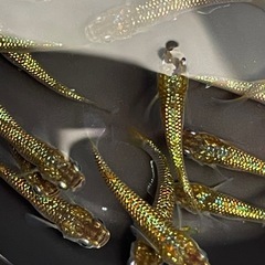 金平糖ゴールド18Kメダカ　20匹以上の画像