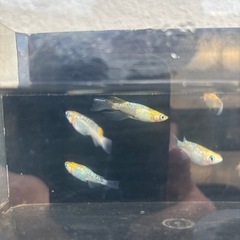 9/7夜桜RLFの画像