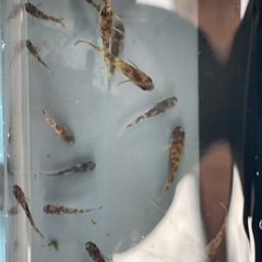 メダカ　AW03 幼魚10匹＋aの画像