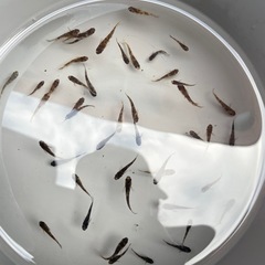 メダカ　AW03 幼魚10匹＋aの画像