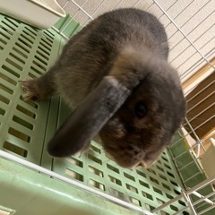 ロップイヤー︎︎ ♀里親様募集