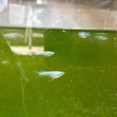 朱光菊めだかの画像