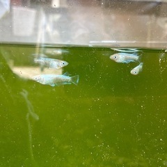朱光菊めだかの画像