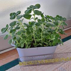 多肉植物(アロマティカス②)の画像