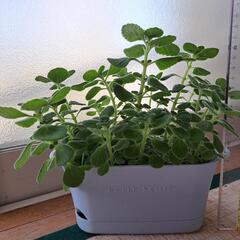 多肉植物(アロマティカス②)の画像