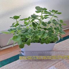 多肉植物(アロマティカス②)の画像