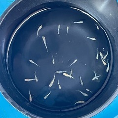 メダカ　ミックスメダカ　稚魚〜幼魚20匹+aの画像
