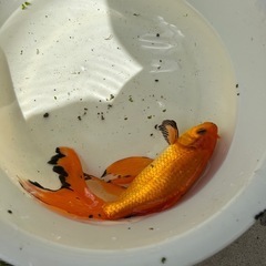 鉄魚の画像