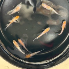 改良めだか 紅白ラメ　(8匹 )の画像