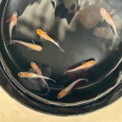 改良めだか 紅白ラメ　(8匹 )の画像