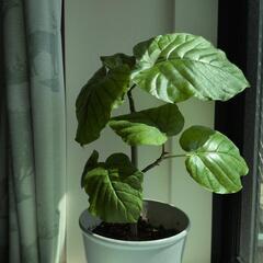 ウンベラータすくすくよく育ちます。の画像