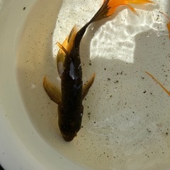 鉄魚の画像