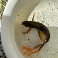 鉄魚の画像