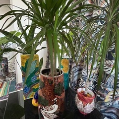投稿①植物陶器の画像